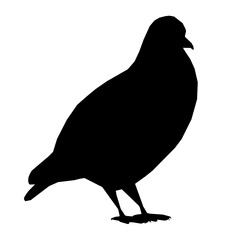 Silhouette of a sitting dove isolated on a white background. Vector illustration.