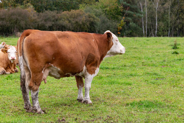 Cows grazing in the pasture