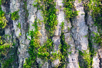 Green moss on the bark of a tree. Mossy vegetation on a tree.