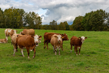 Obraz premium Cows grazing in the pasture