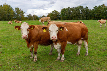 Fototapeta premium Cows grazing in the pasture