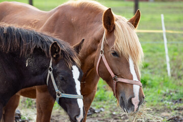 Horse grazing in the pasture. Close-up shot.