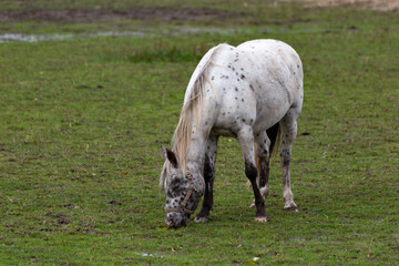 Horses grazing in the pasture.