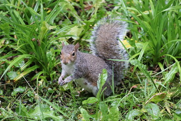 Grey squirrels in Ireland
