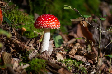 Close-up of fly agaric mushrooms (Amanita muscaria) growing in a sunlit forest.