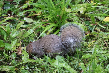 Grey squirrels in Ireland