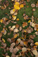 autumn leaves on the ground
