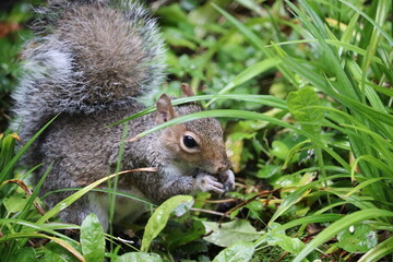 Grey squirrels in Ireland