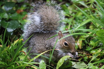 Grey squirrels in Ireland
