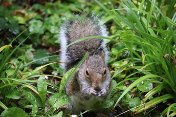 Grey squirrels in Ireland