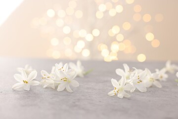Beautiful jasmine flowers on grey surface against beige background with blurred lights, closeup