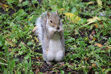 Grey squirrels in Ireland