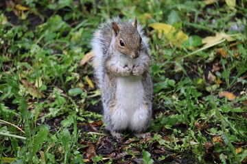 Grey squirrels in Ireland