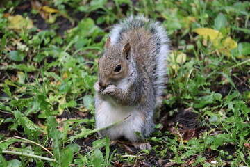 Grey squirrels in Ireland
