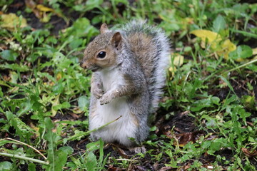 Grey squirrels in Ireland