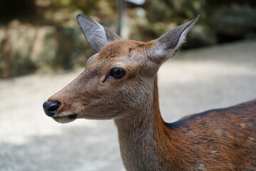 Deer in Nara Park, Japan. Nara is one of the most popular tourist destinations in Japan