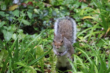 Grey squirrels in Ireland