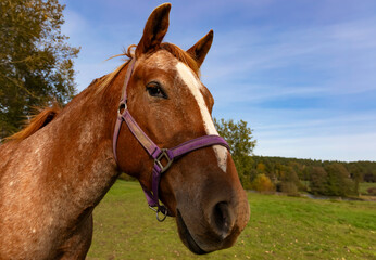 A close-up of a horse's head, a bit funny.