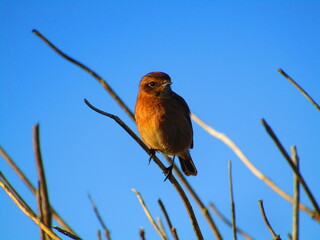 bird on a branch