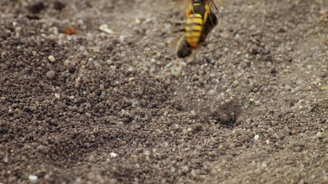 European beewolf (Philanthus triangulum) dragging bee to the burrow