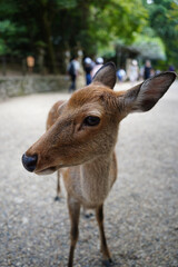 Deer in Nara Park, Japan. Nara is one of the most popular tourist destinations in Japan