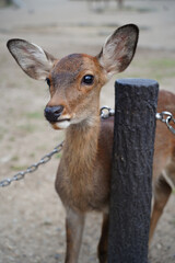 Deer in Nara Park, Japan. Nara is one of the most popular tourist destinations in Japan