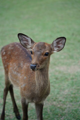 Deer in Nara Park, Japan. Nara is one of the most popular tourist destinations in Japan