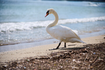A swan standing on the beach by the water, looking out at the horizon. Shot under bright sunlight with shimmering reflections on the water