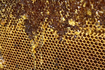 close up of honeycomb, honey running down 