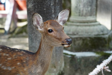 Deer in Nara Park, Japan. Nara is one of the most popular tourist destinations in Japan