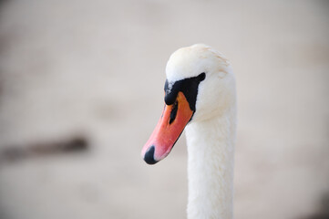 Obraz premium Close-up portrait of a swan by the water, showcasing its elegant long neck and bright orange beak. The serene background emphasizes the bird's graceful presence.