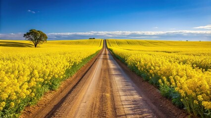 Close-Up view of canola fields separated by country road