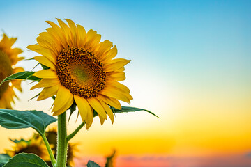 Bright Sunflower Flower: Close-up of a sunflower in full bloom, creating a natural abstract background. Field of sunflowers in the warm light of the setting sun. Helianthus annuus. Free space.