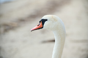 Close-up portrait of a swan by the water, showcasing its elegant long neck and bright orange beak. The serene background emphasizes the bird's graceful presence.