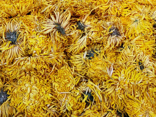 Dried yellow chrysanthemum