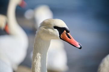 Close-up of a graceful swan on a bright sunny day, with its distinctive red beak and elegant neck in full display. The bird stands calmly near the water. © sandsun