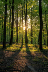 Obraz premium path in the woods