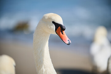 Close-up of a graceful swan on a bright sunny day, with its distinctive red beak and elegant neck in full display. The bird stands calmly near the water.