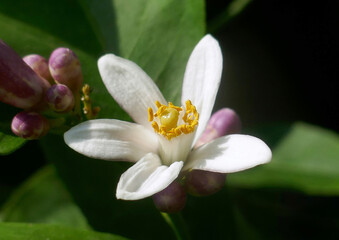 White fresh lemon flowers  with green leaves against dark background