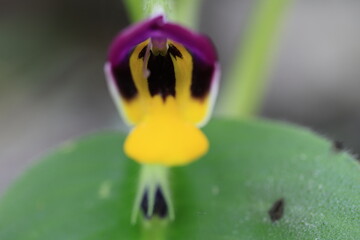 Microchirita Simia or Yad Vanorn Pak (Monkey face dewdrop or Monkey-faced flower) whose purple and yellow flowers resemble a monkey’s face. This species was found in Wat Thung Singto,Lopburi,Thailand