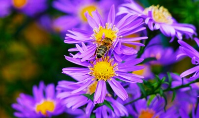 Bee and purple flower in the garden close macro detail