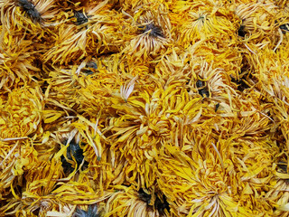 Dried yellow chrysanthemum