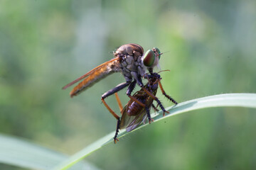 Ommatius insects are sucking the blood of their prey