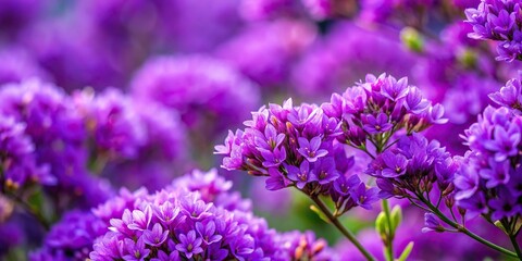 Obraz premium close-up view of purple flowers and green leaves on a bush isolated