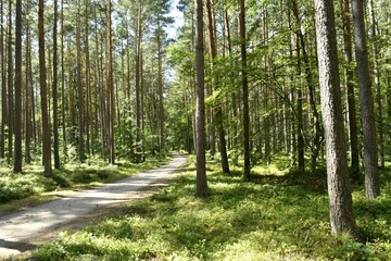 Obraz premium Scenic forest pathway with tall trees and lush greenery.