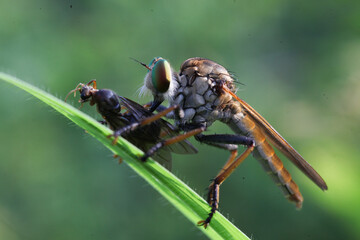 Ommatius insects are sucking the blood of their prey