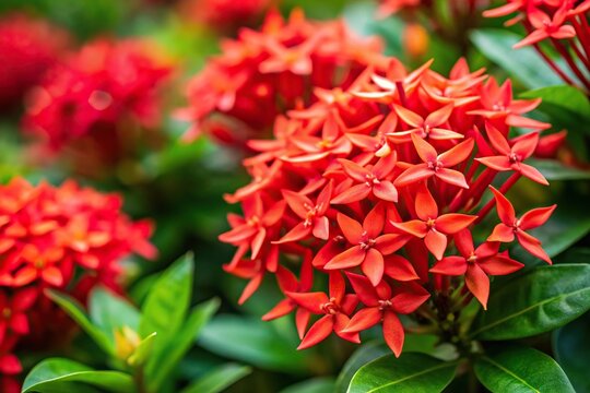 Close-up view of vibrant red ixora flowers blooming with forced perspective