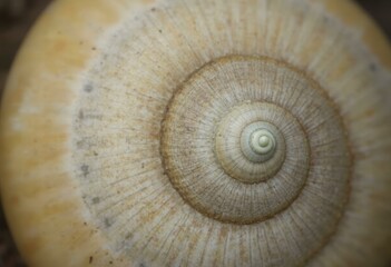 Closeup Of A Snail Shell With Spiral Pattern
