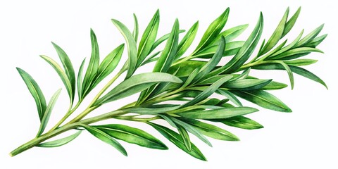Fototapeta premium Exquisite Tarragon Sprigs Isolated on White Background - Botanical Illustrations of Flavorful Herbs for Culinary Uses