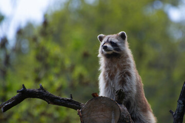 raccoon on a tree log © Marion